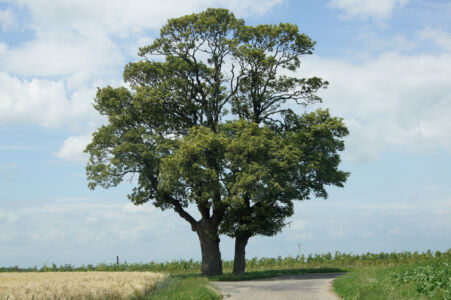 Alter Baum an einem Feldweg