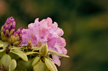 Bezaubernde offene Blüten Rhododendron pink