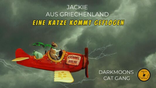 Jackie aus Griechenland - Eine Katze kommt geflogen