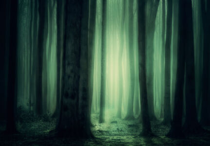 Unheimlich beleuchteter Wald