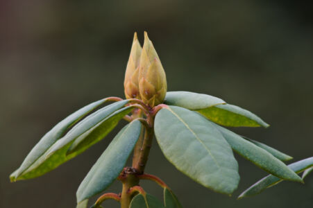 Gartenpflanze Rhododendron Knospe
