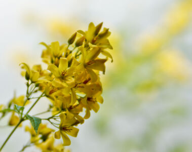 Gelbe Wildblume Mit Vielen Blütenkelchen