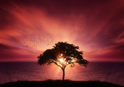 Baum Am Meer Im Sonnenuntergang