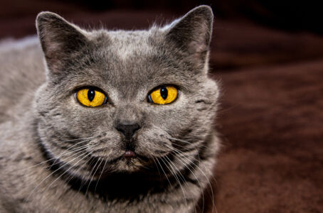 Graue Katze mit wunderschönen leuchtenden Augen