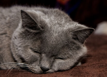 Nahaufnahme einer schlafenden grauen Katze