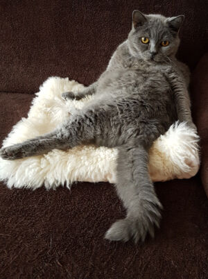 Graue Katze mit dickem Fell präsentiert sich liegend