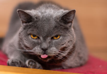 Graue Katze streckt die Zunge aus