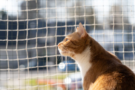 Katze schaut durch ein Katzennetz