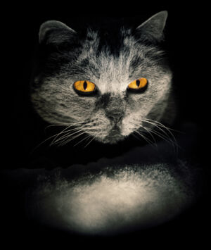 Unheimliche Katze mit leuchtenden Augen