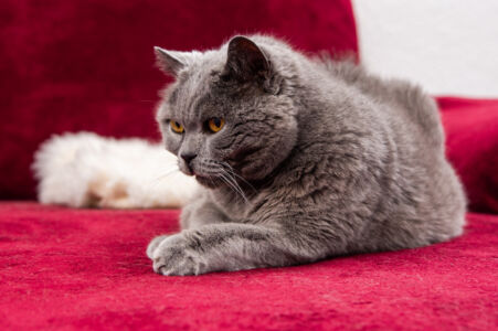 Graue Katze liegt gemütlich auf einer roten Decke