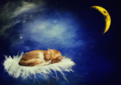 Kitten-Sleeping-On-Feather