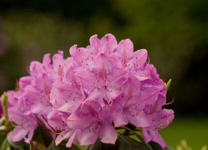 Offene Blüten Rhododendron Strauch Pink